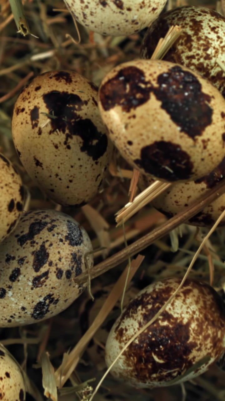 Close-up of Speckled Quail Eggs in a Rustic Hay Nest