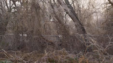 SLOW-MOTION:-A-slow-pan-of-a-moving-train-through-dense-frozen-and-brown-foliage-and-bare-trees