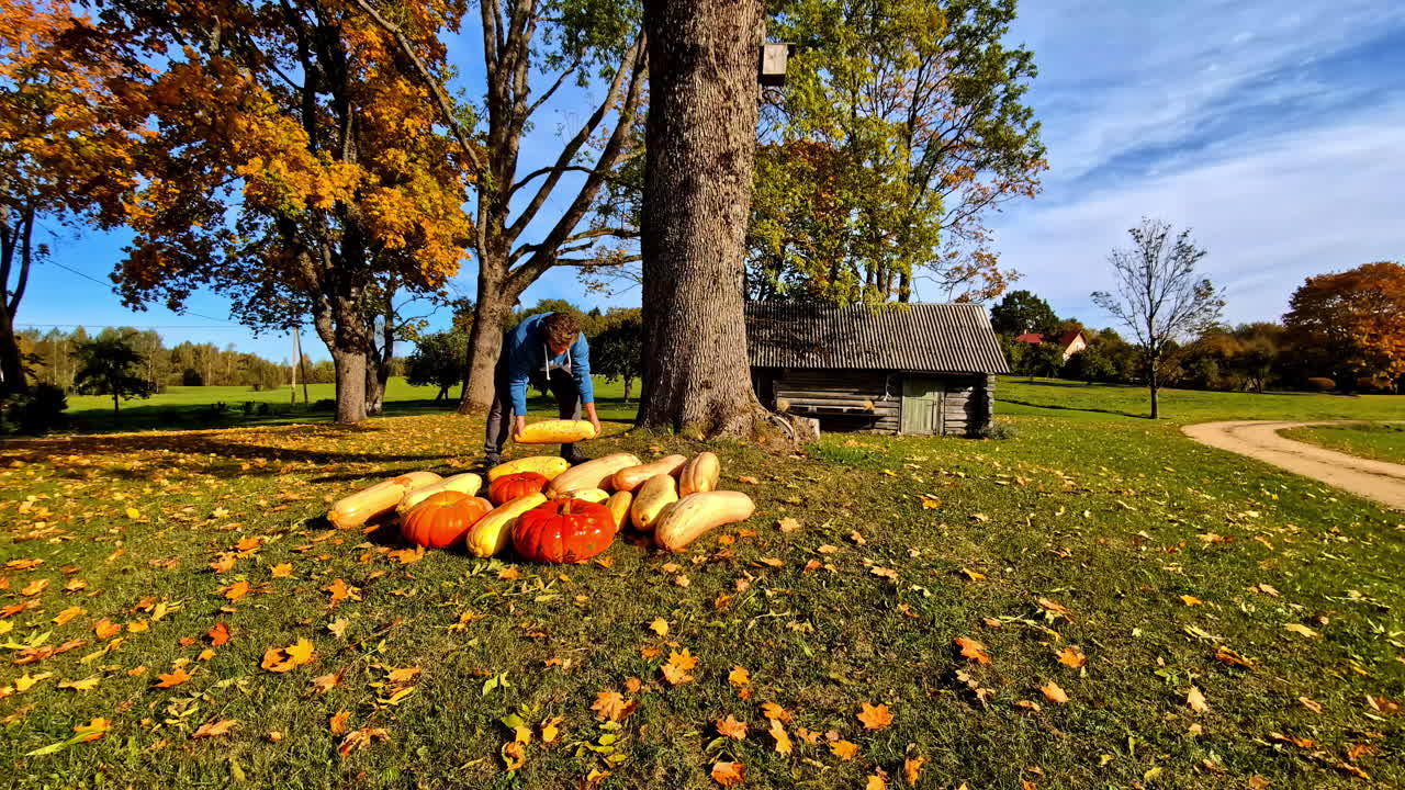 Recolección de calabazas durante la cosecha de la temporada de otoño en la agricultura rural