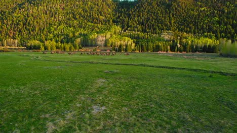 Vida-Silvestre-De-Colorado-Juego-De-Ciervos-Y-Alces-Pastando-En-Un-Campo-De-Hierba-Verde-Durante-La-Hermosa-Puesta-De-Sol-En-Teluride,-Colorado,-Ee.uu.