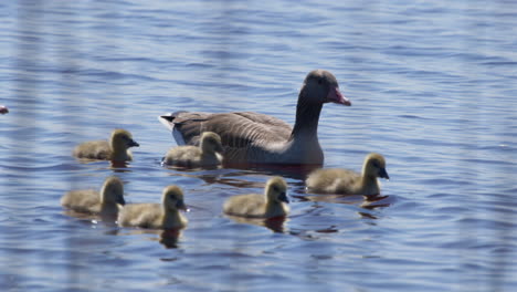 Cerca-De-La-Familia-De-Gansos-De-Ganso-Silvestre-Nadando-En-Un-Lago