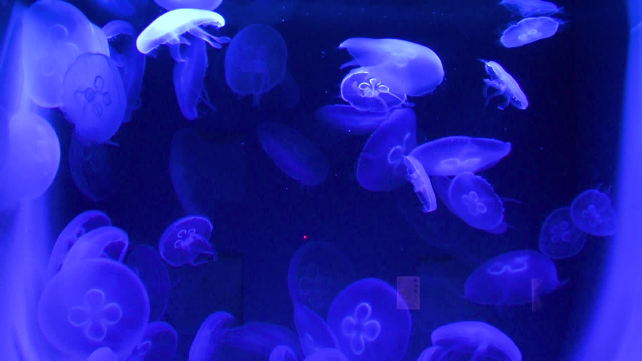 vista de medusas en el acuario del zoológico
