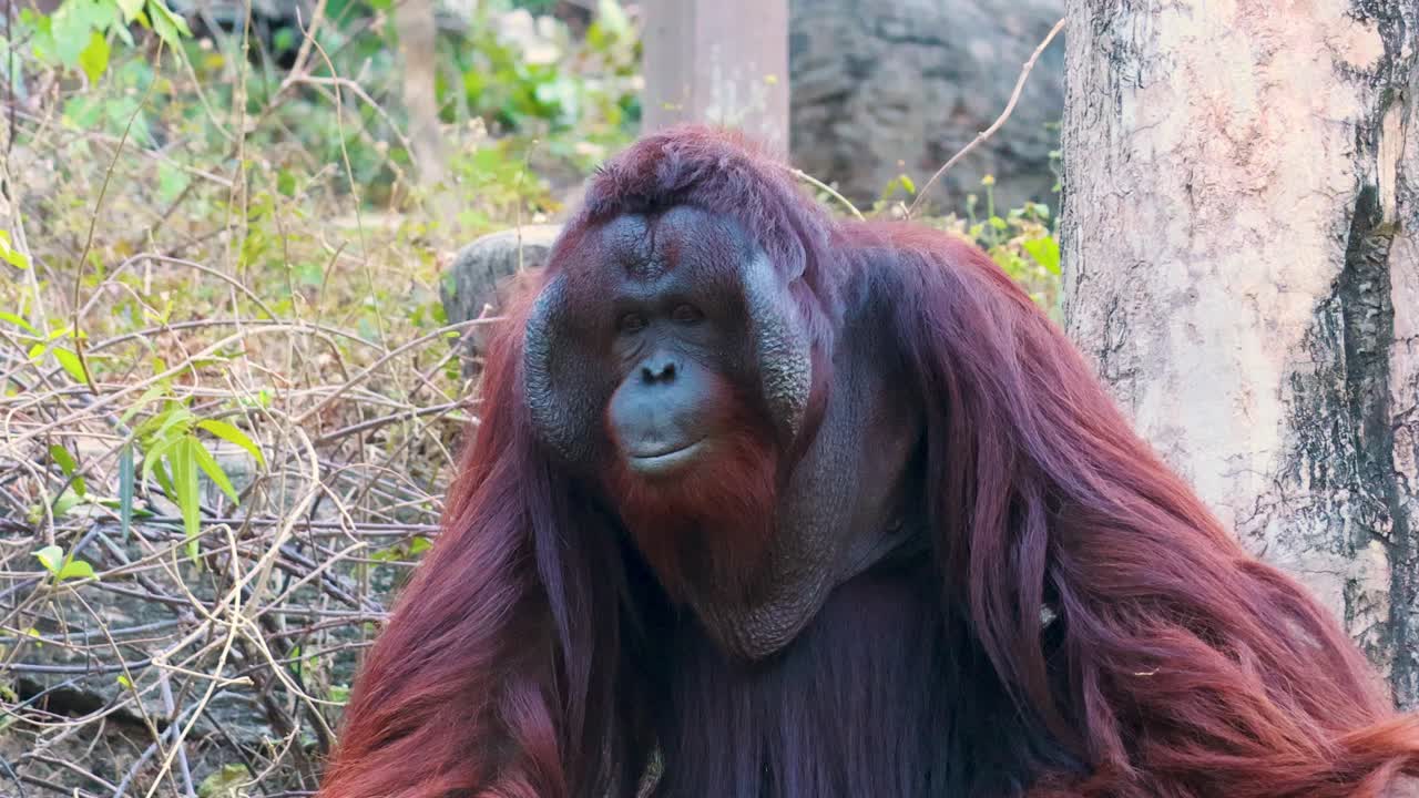 Orangutan in natural habitat at Chonburi zoo