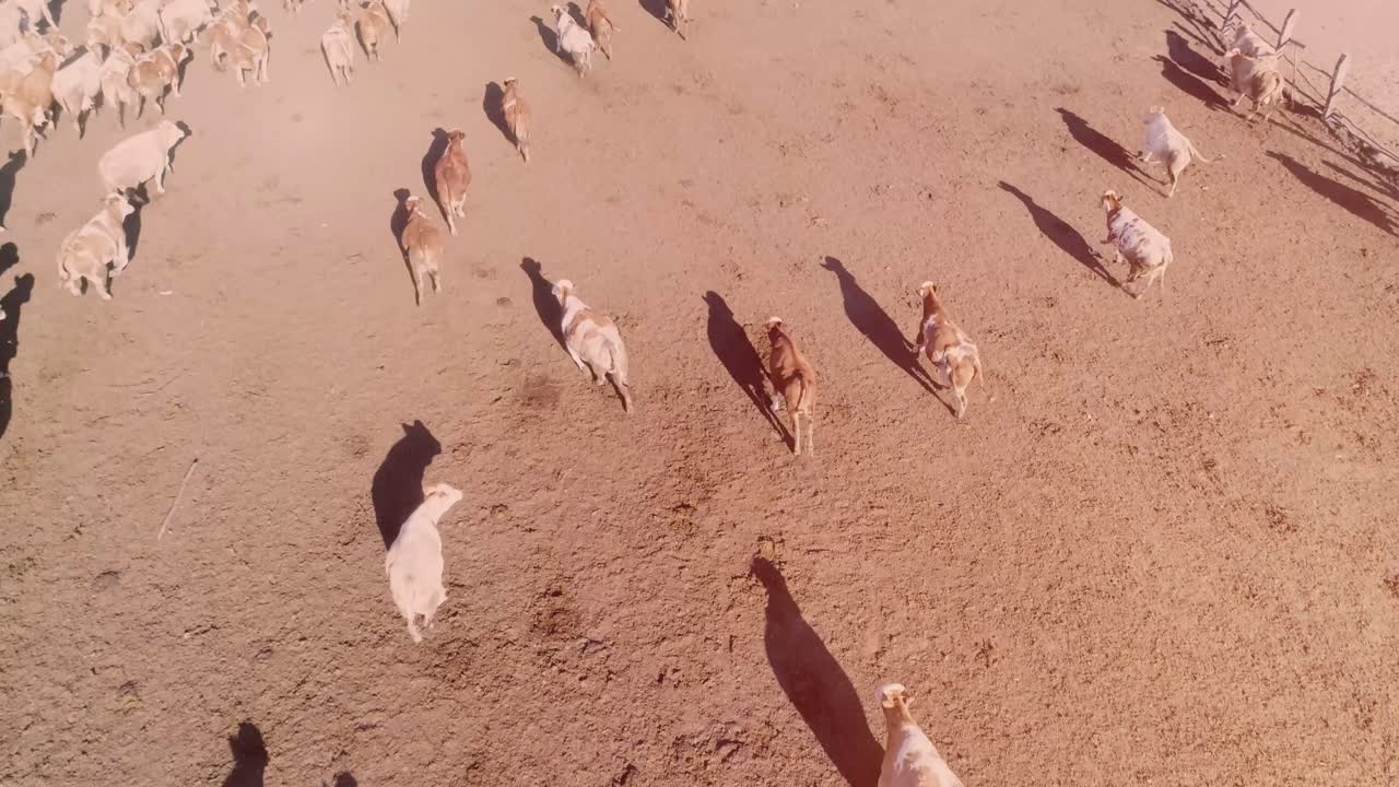 hay muchas vacas corriendo en el corral o en el paddock, mucho ganado en el pueblo.