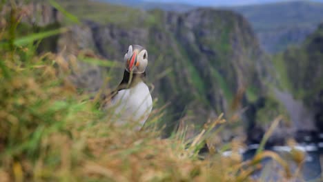 Atlantic-puffin-(Fratercula-arctica),-on-the-rock-on-the-island-of-Runde-(Norway).