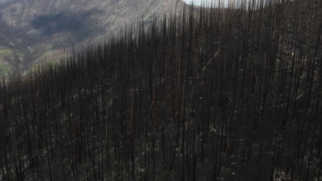 Un-Frondoso-Bosque-Que-Alguna-Vez-Cubría-Una-Gran-Ladera-De-Montaña-Fue-Quemado-Después-De-Un-Incendio-Forestal