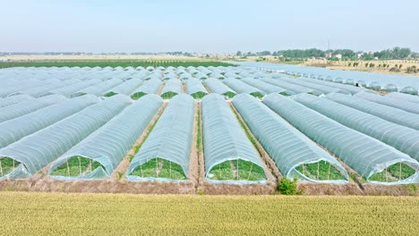 aerial footage of agricultural plastic greenhouse in watermelon plantation, china.