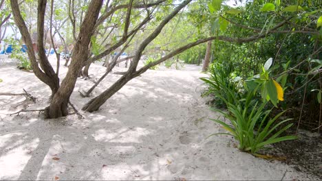 a slow walk in the bushes next to a tropical beach