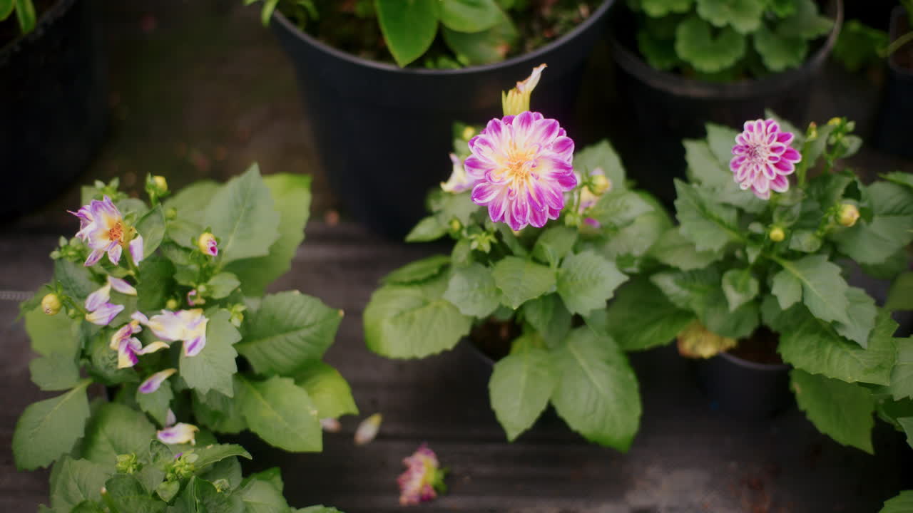Closeup of Young Decorative Flower Seedlings in Greenhouse