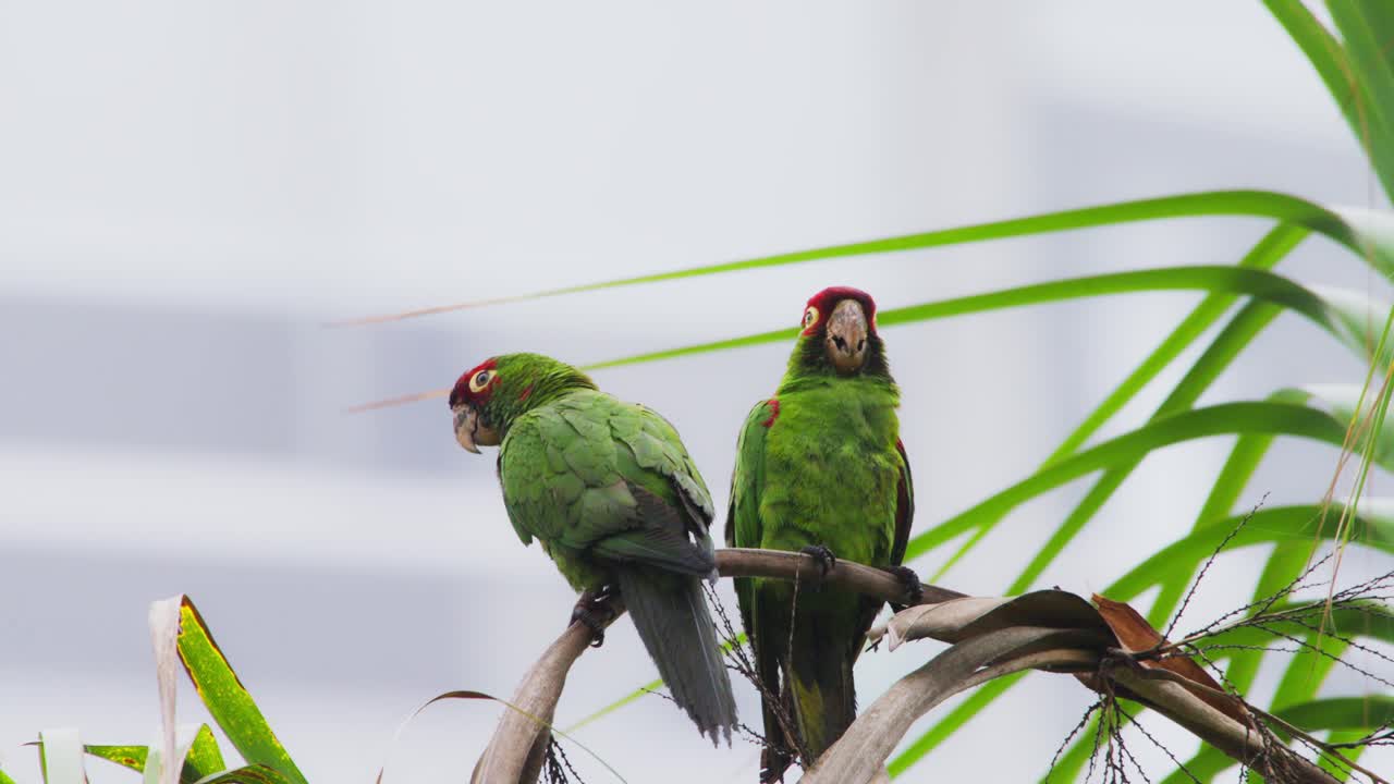 Couple of red-headed parrots, Psittacara mitratus, perched in Miraflores, Lima, Peru