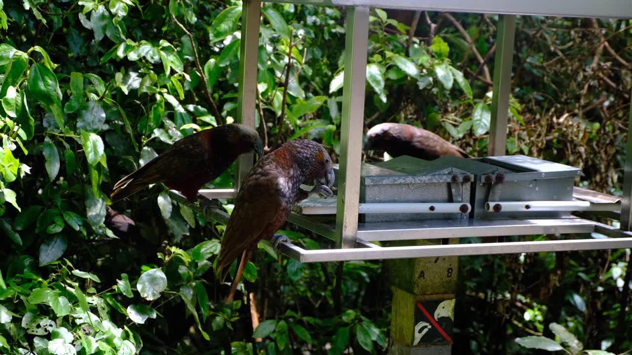 Kākā parrot birds eating nuts using feet and claws at feeding station platform within Zealandia Te Māra a Tāne, Wellington New Zealand Aotearoa