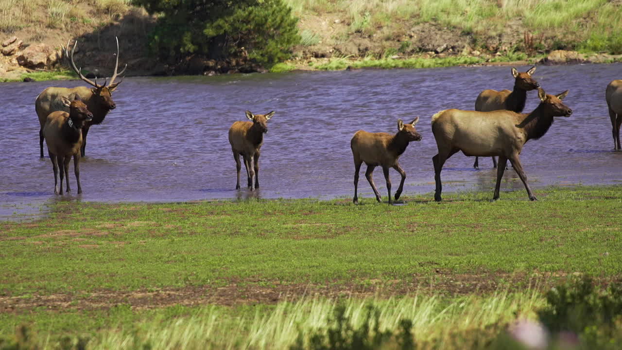 산악 호수 60fps에서 수사슴이 있는 엘크 무리