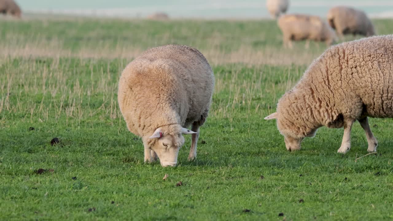 ovejas pastando pacíficamente en un campo verde