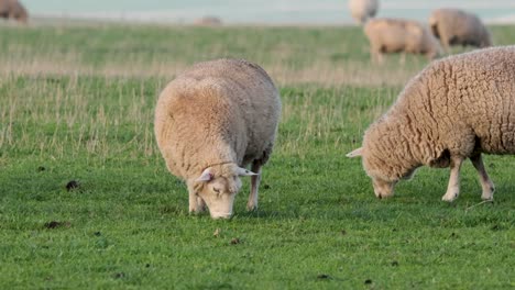 sheep peacefully grazing in a green field