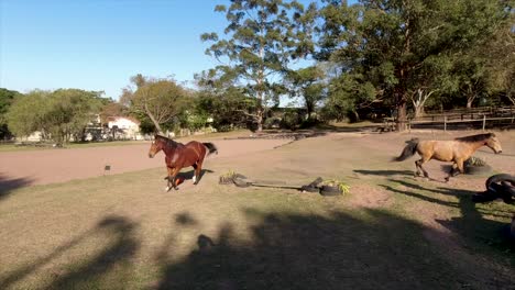 Horses-can-be-seen-roaming,-playing,-and-grazing-in-a-spacious-paddock-surrounded-by-lush-greenery-in-their-stables-at-yellow-wood-park-Durban