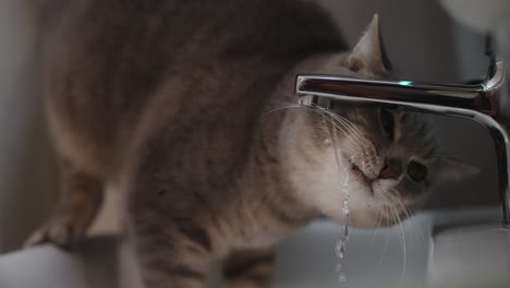 gray cat drinking water from faucet k slow