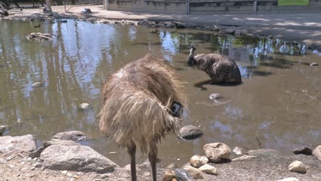 emu bird preening its feathers while another one is resting in water in the background