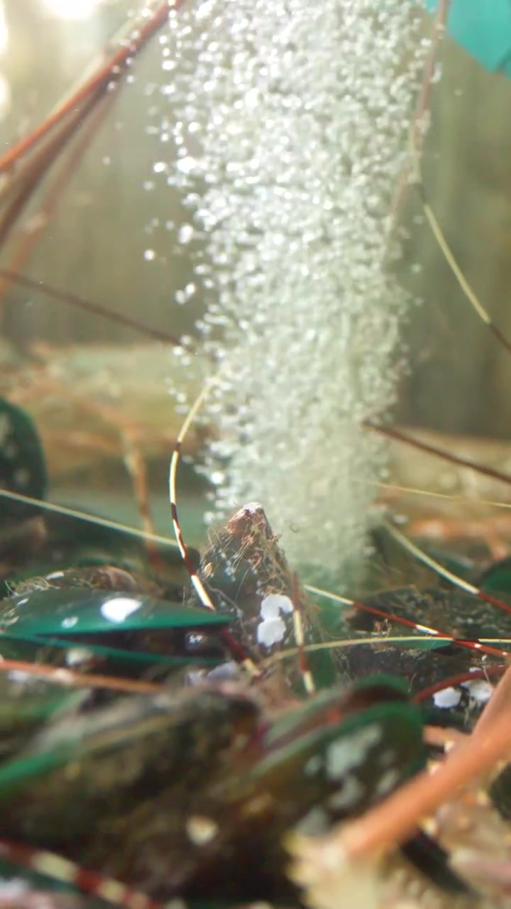 Close-up shot of live spiny lobsters in a bubbling water tank at a restaurant