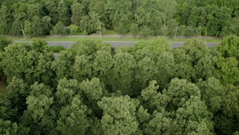 side view of highway in forest