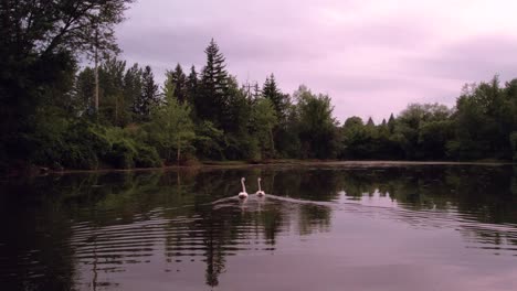 un par de cisnes nadan lejos de canadá en un estanque dejando estela con cielos rosados y nublados al atardecer en canadá