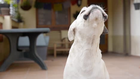 close-up of beautiful white boxer dog barking indoors