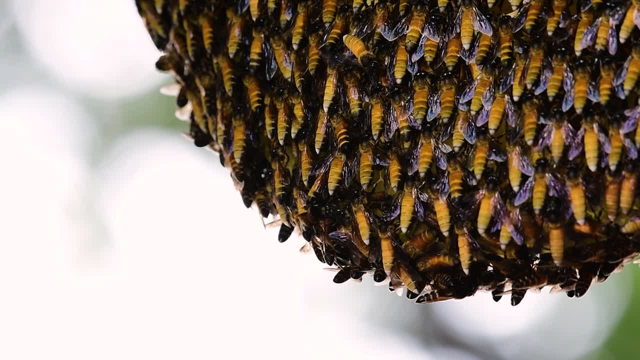 se sabe que las abejas melíferas gigantes construyen grandes colonias de nidos con bolsillos simétricos hechos de cera para almacenar miel como fuente de alimento.