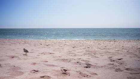 empty beach with a single sandpiper walking on it