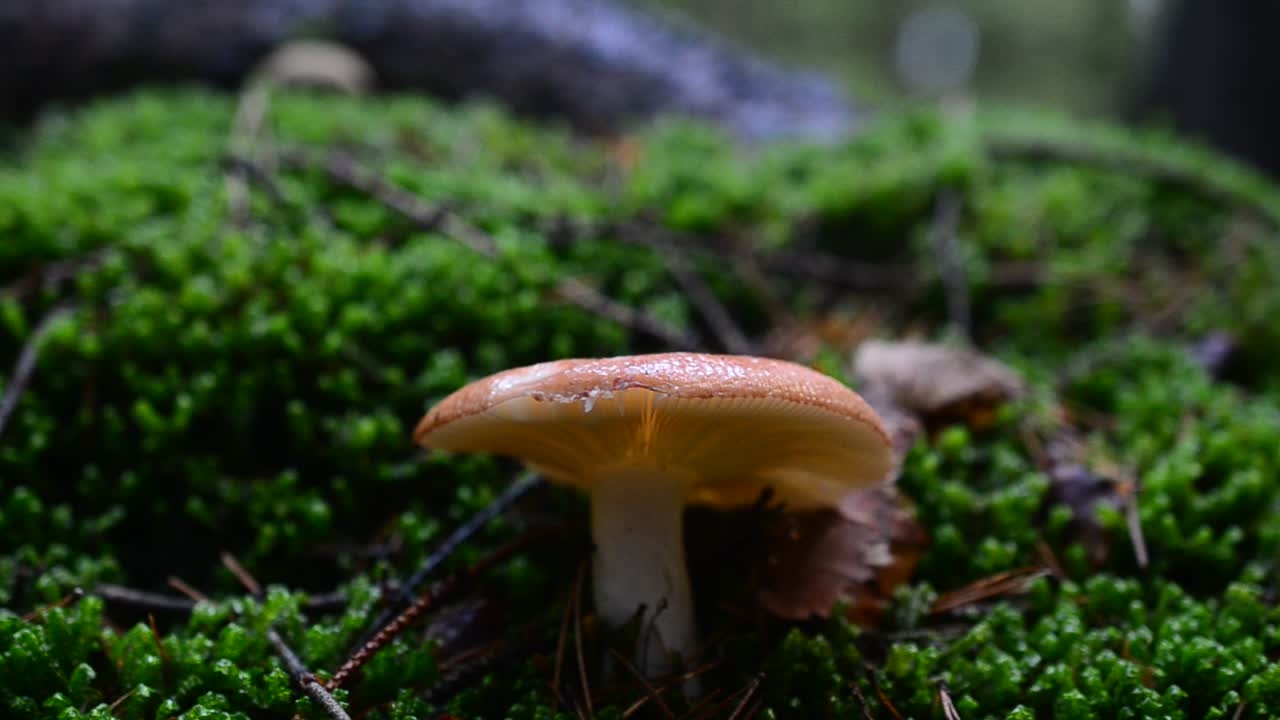 Zbieraliśmy grzyby w lesie. Fotografowanie grzybów w lesie. Grzyb Gołąbek