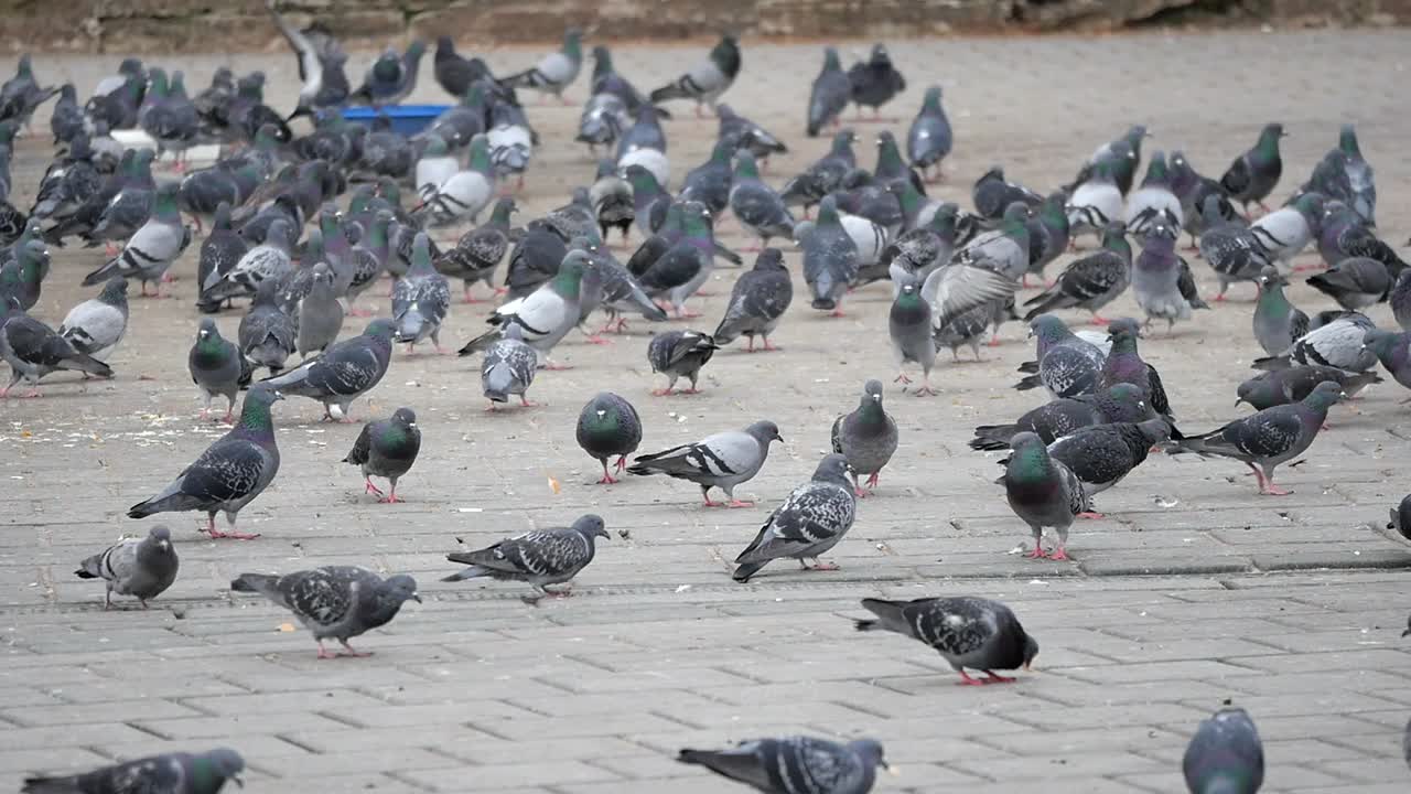 palomas en una calle de la ciudad