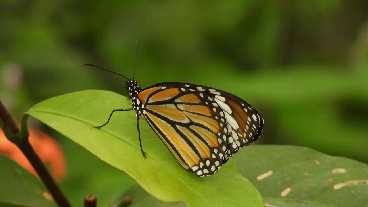 mariposa en la hoja verde