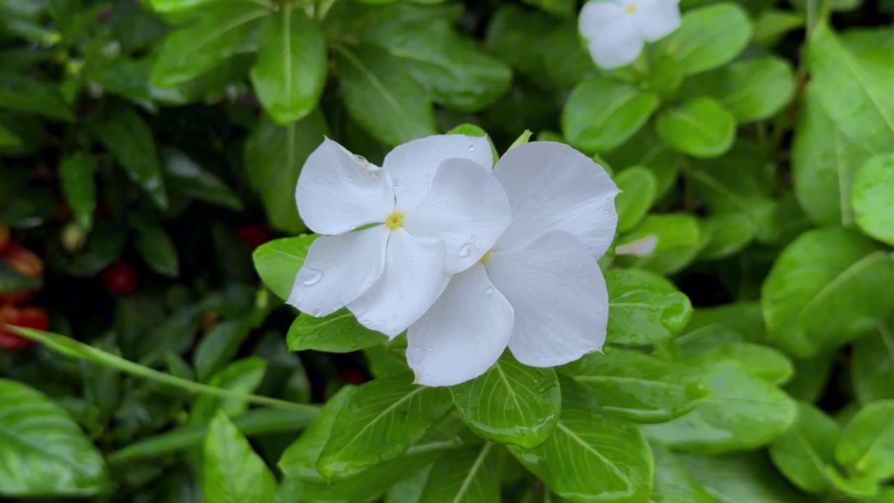 flor blanca en el follaje verde en un día lluvioso con gotas de agua en los pétalos