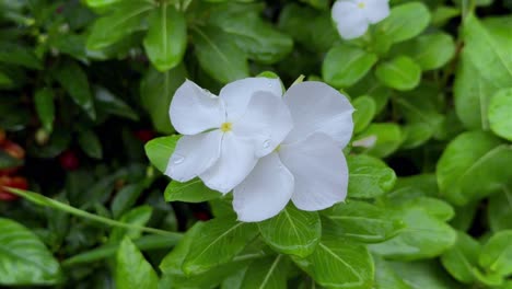 white flower in green foliage on a rainy day with water droplets on the petals