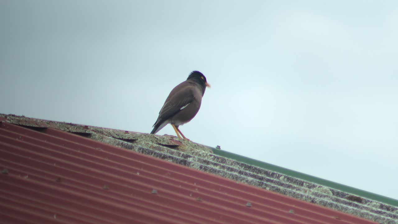 A common myna bird perched on a red corrugated roof