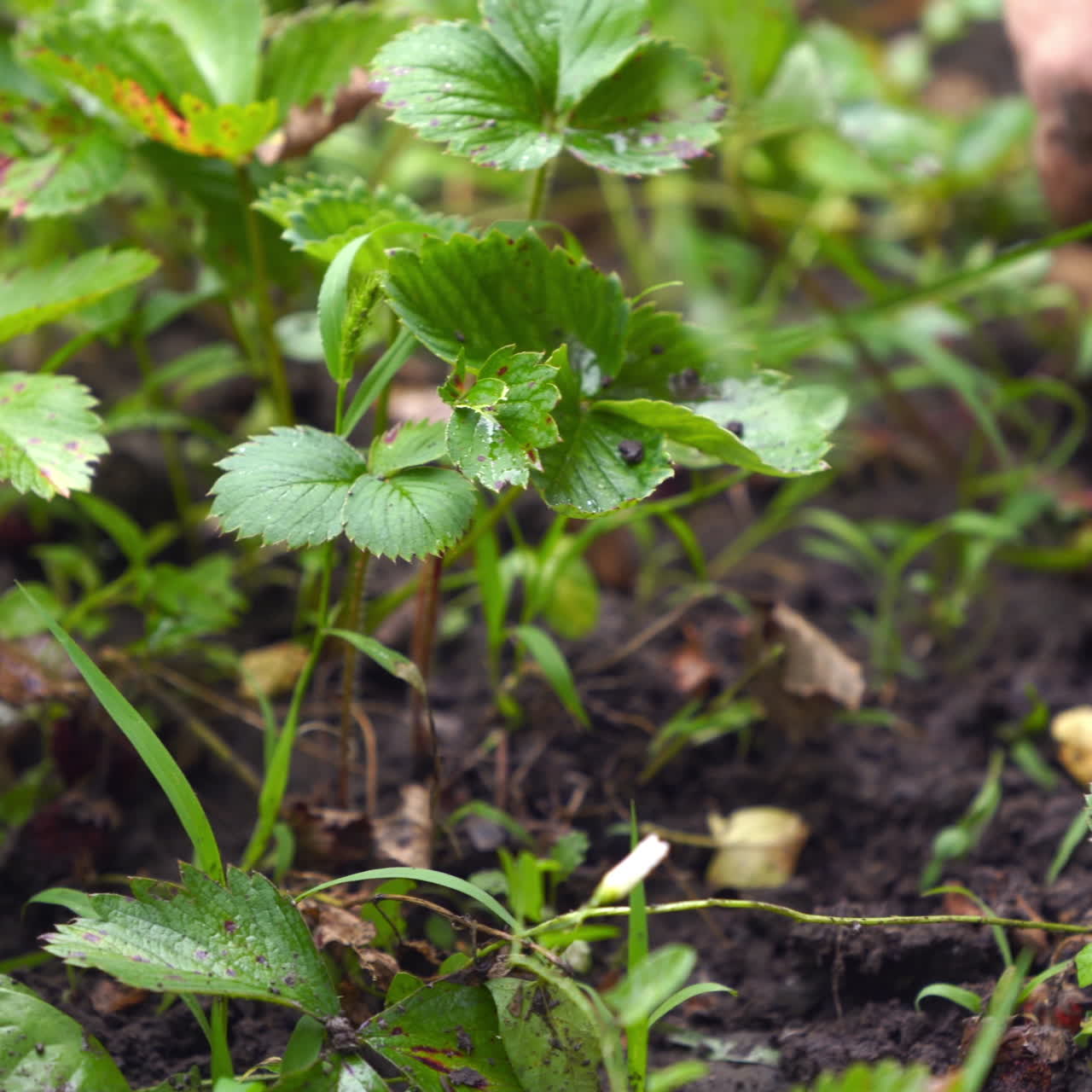 Woman removes weeds from the garden. Hand of a gardener pulls weeds out of the soil in the garden in spring. Rural works.
