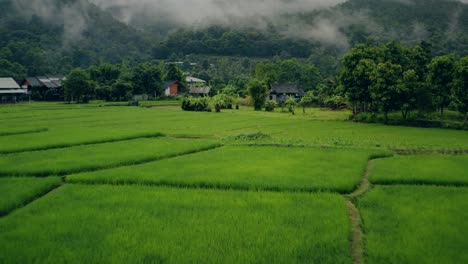 Thai-Rice-Paddies