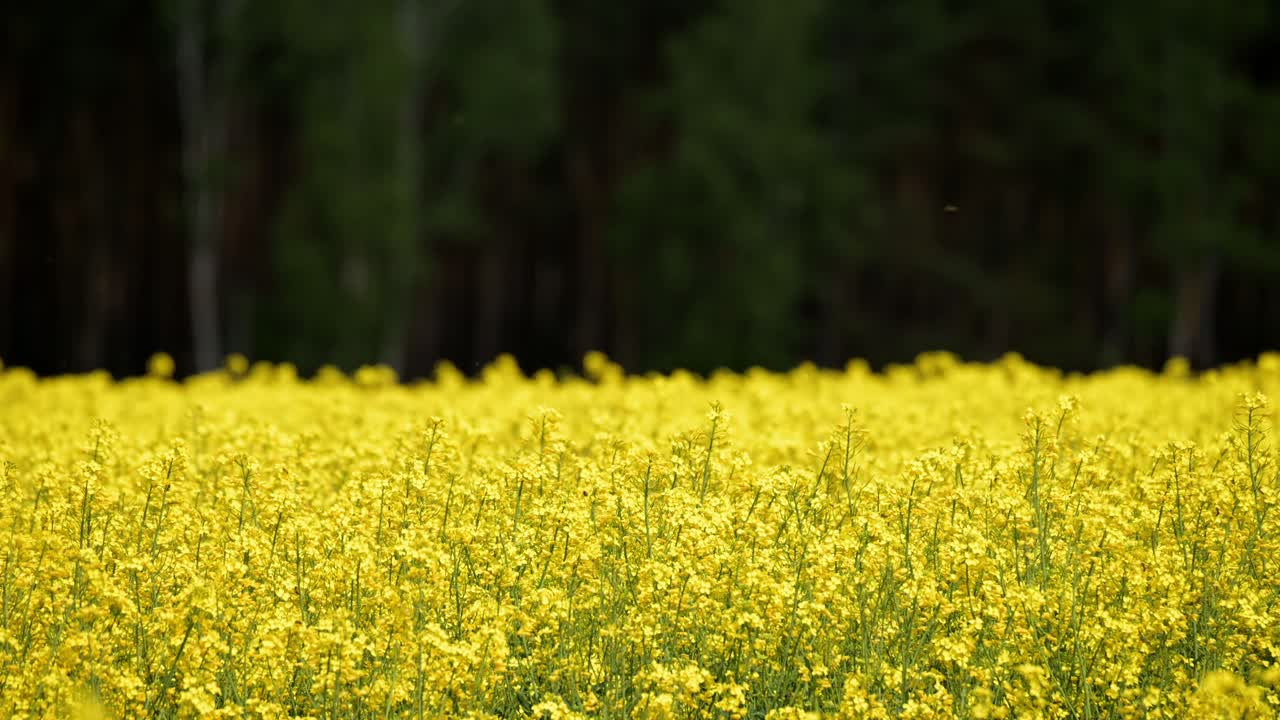 disparo establecido de campo de flores vibrantes amarillas en el campo