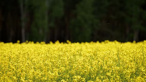 established shot of yellow vibrant flower field in the countryside