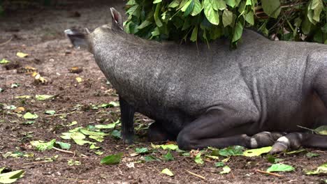 Close-up-shot-of-a-male-nilgai,-boselaphus-tragocamelus-resting-on-the-ground,-cleaning-its-hoof-and-flapping-its-ears-surrounded-by-buzzing-flies