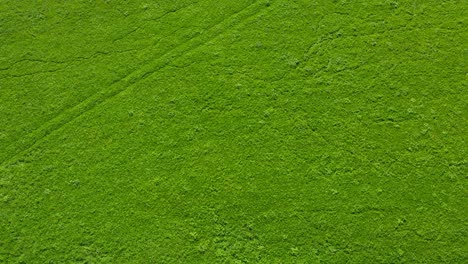 drone hover shot of a large green grass field