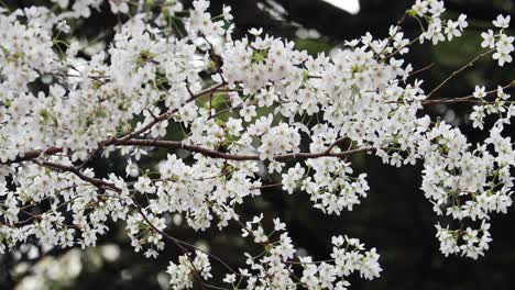 cherry blossom in full bloom in tokyo, japan