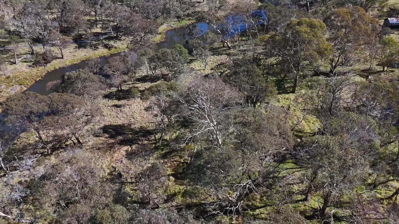 Drone camera glides above a sparse, wintry woodland with a winding stream, revealing scattered trees, rocks, and clear natural daylight in rural Australia