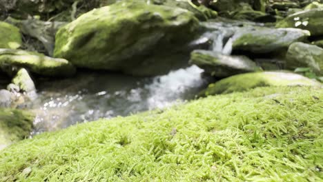 moss on rocks with waterfall in background along steambed in blue ridge and appalachian mountains