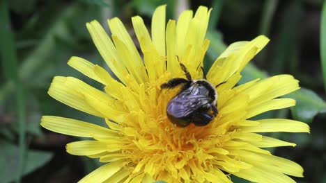 Bee-on-yellow-flower-in-early-Spring.-UK