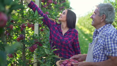 father and daughter harvesting apples in an orchard