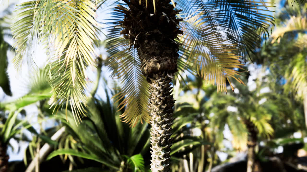 Palm trees thrive in a tropical garden under clear blue skies in daytime