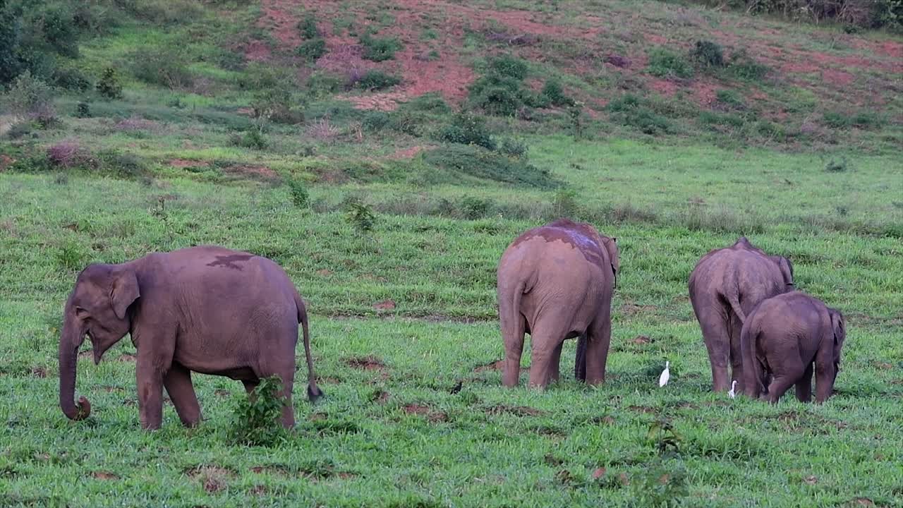 los elefantes asiáticos son especies en peligro de extinción y también son residentes de tailandia
