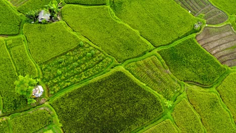 Flight-Over-Lush-Green-Rice-Fields-And-Kayangan-Villa-Ubud-In-Bali,-Indonesia---Drone-Shot