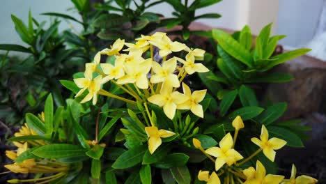 Dynamischer-Zeitraffer-Von-Ixora-Zwergarten-Mit-Gelben-Blüten