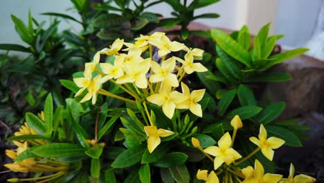 el lapso de tiempo dinámico de las especies enanas ixora con flores amarillas
