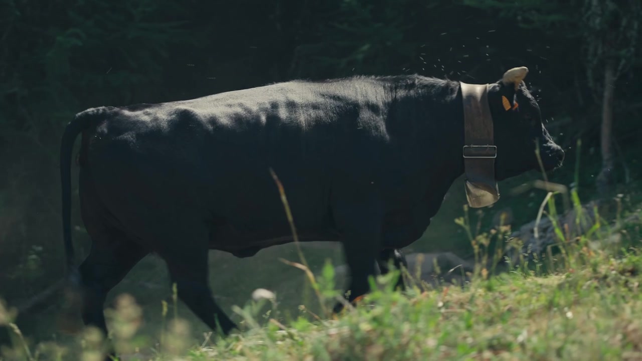 Grande toro nero cammina attraverso i campi con una campana tradizionale al collo, scuotendo la testa per scacciare le mosche. Autentica scena di bestiame rurale in campagna